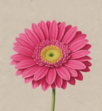 Gerbera